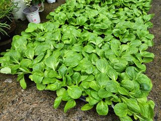 엘림농장님의 O학년 △반 이세요? · 참여글 작성글 사진