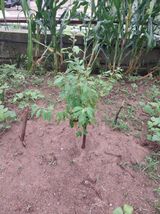 팜모닝 O학년 △반 이세요?·참여글 게시글 이미지