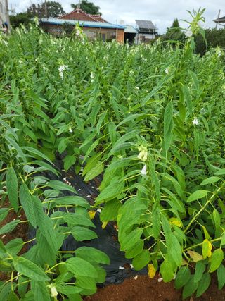 초보농부님의 O학년 △반 이세요? · 참여글 작성글 사진