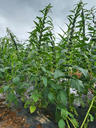 초보농부님의 O학년 △반 이세요? · 참여글 작성글 사진