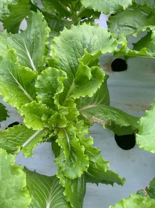 박천수님의 딸기 · 일상 작성글 사진