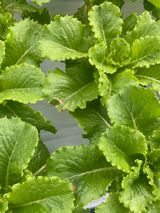 팜모닝 딸기·일상 게시글 이미지