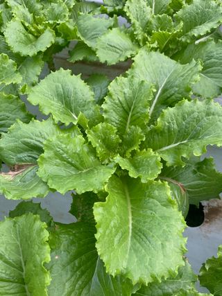 박천수님의 딸기 · 일상 작성글 사진