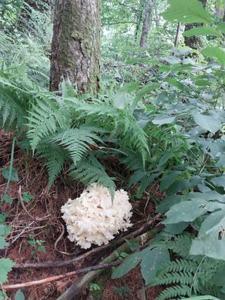 이계경님의 O학년 △반 이세요? · 참여글 작성글 사진