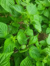 팜모닝 들깨·자유게시판 게시글 이미지