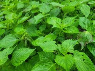 들깨14649님의 들깨 · 자유게시판 작성글 사진