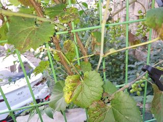 땅땅콩님의 포도 · 병해충상담 작성글 사진