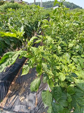 정태규님의 배추 · 일상 작성글 사진