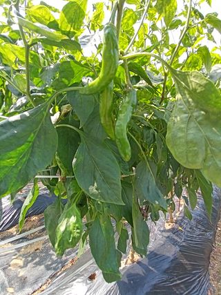 정태규님의 배추 · 일상 작성글 사진