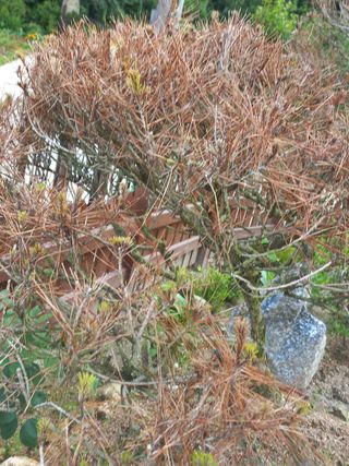 천송님의 기타작물 · 병해충상담 작성글 사진