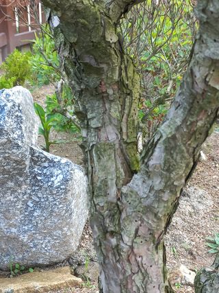 천송님의 기타작물 · 병해충상담 작성글 사진