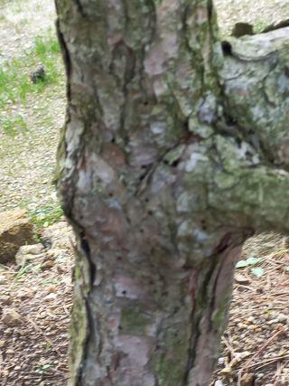 천송님의 기타작물 · 병해충상담 작성글 사진