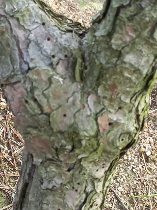 천송님의 기타작물 · 병해충상담 작성글 사진