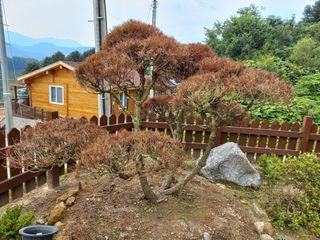 천송님의 기타작물 · 병해충상담 작성글 사진