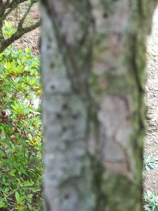 천송님의 기타작물 · 병해충상담 작성글 사진