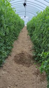 팜모닝 O학년 △반 이세요?·참여글 게시글 이미지