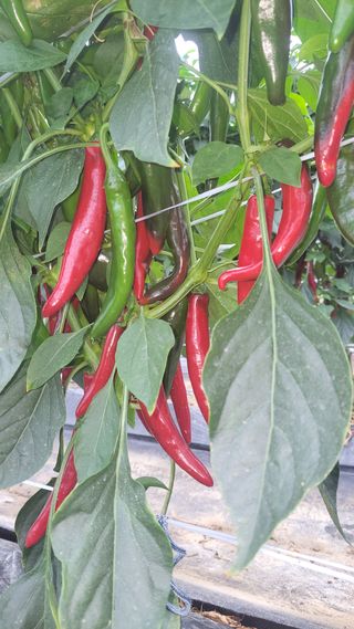 아름아름님의 O학년 △반 이세요? · 참여글 작성글 사진