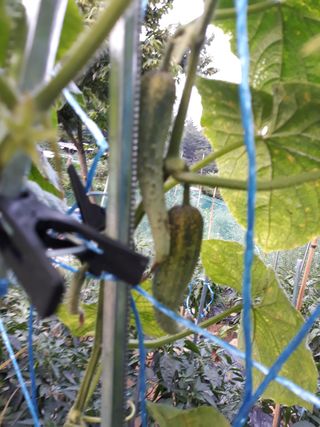 비트님의 오이 · 병해충상담 작성글 사진