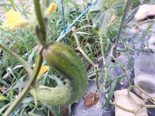 비트님의 오이 · 병해충상담 작성글 사진