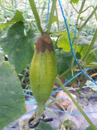 비트님의 오이 · 병해충상담 작성글 사진