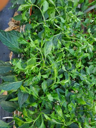 왕초보님의 고추 · 병해충상담 작성글 사진