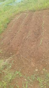 팜모닝 O학년 △반 이세요?·참여글 게시글 이미지