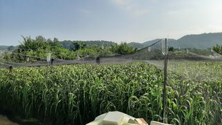 서상기 은퇴농장님의 O학년 △반 이세요? · 참여글 작성글 사진