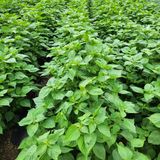 팜모닝 콩·자유게시판 게시글 이미지