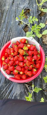 팜모닝 O학년 △반 이세요?·참여글 게시글 이미지