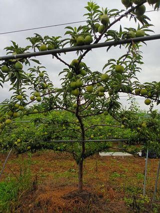 팜모닝회원 최창락 님의 사과 · 일상 작성글 사진