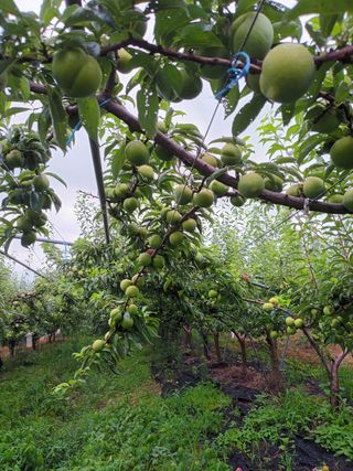 팜모닝회원 최창락 님의 사과 · 일상 작성글 사진