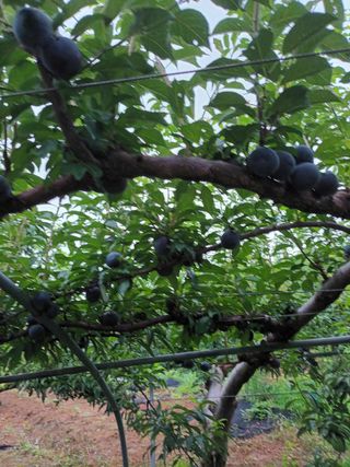 팜모닝회원 최창락 님의 사과 · 일상 작성글 사진