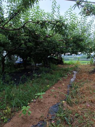 팜모닝회원 최창락 님의 사과 · 일상 작성글 사진