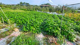 이애숙님의 O학년 △반 이세요? · 참여글 작성글 사진