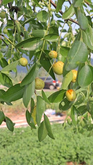 이애숙님의 O학년 △반 이세요? · 참여글 작성글 사진