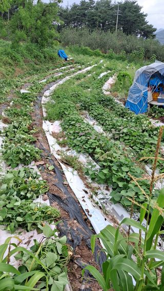 이애숙님의 O학년 △반 이세요? · 참여글 작성글 사진