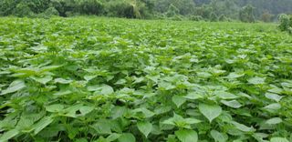 박춘식님의 들깨 · 자유게시판 작성글 사진