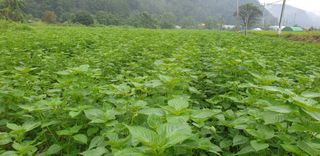 박춘식님의 들깨 · 자유게시판 작성글 사진