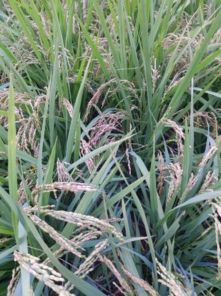 ahnda님의 벼 · 병해충상담 작성글 사진