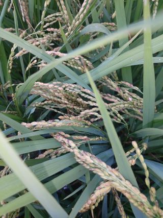 ahnda님의 벼 · 병해충상담 작성글 사진