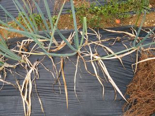 ahnda님의 벼 · 병해충상담 작성글 사진