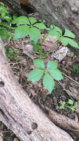 팜모닝 기타작물·병해충상담 게시글 이미지