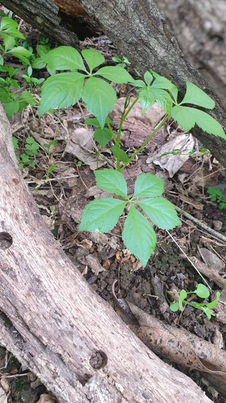 정진호님의 기타작물 · 병해충상담 작성글 사진
