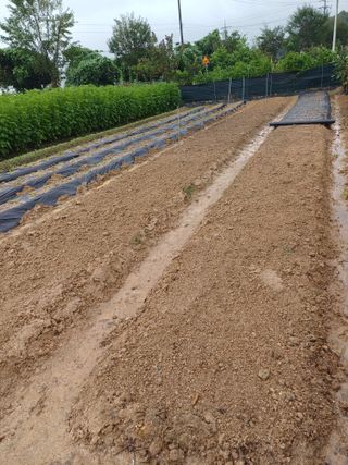 이철우님의 배추 · 파종•정식 작성글 사진