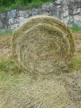 팜모닝 O학년 △반 이세요?·참여글 게시글 이미지