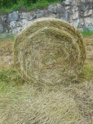 이행옥님의 O학년 △반 이세요? · 참여글 작성글 사진