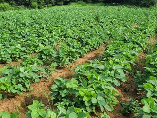 헤라시아님의 감 · 자유게시판 작성글 사진