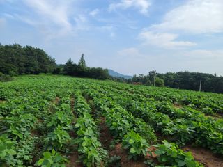 헤라시아님의 감 · 자유게시판 작성글 사진