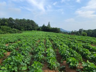 헤라시아님의 감 · 자유게시판 작성글 사진