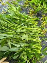 팜모닝 · 게시글 이미지